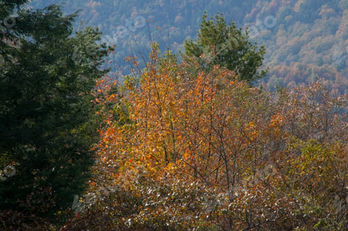 Preview: Autumn Mountain Trees