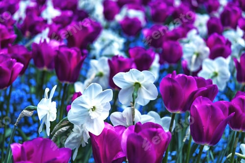 Preview: Beautiful Pink Tulip With White Daffodils In Spring Time.