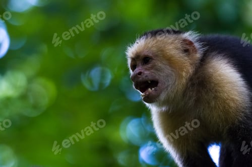 Preview: Close Up Of A White Faced Monkey In The Trees Near The Beach In Playa Nacascolo, Costa Rica
