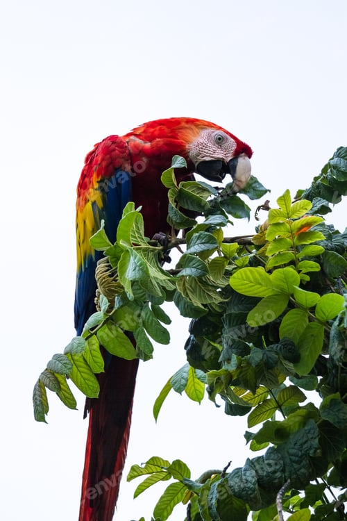 Preview: Scarlet Macaw Feeding On A Small Tree With Range Blooms