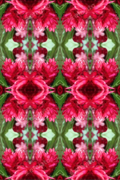 Preview: A Ginger Plant With Bright Pink Flowers 7910