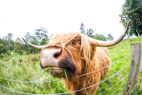 Preview: Close Up Of A Brown Highland Bull In Fresh Green Pastures In The Scottish Highlands