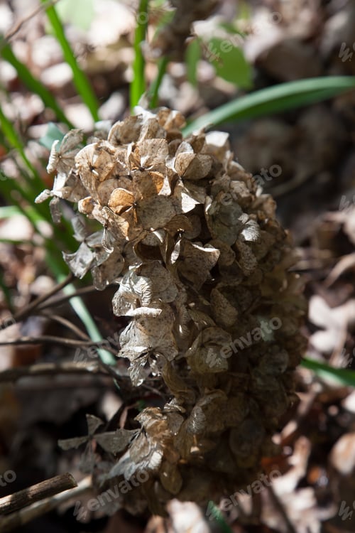 Preview: Dystopian Flowers Outside