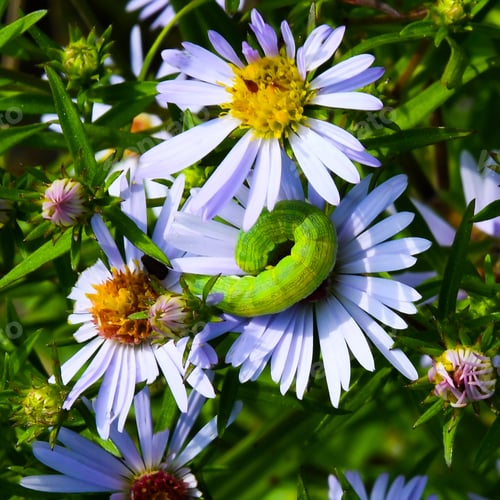 Preview: A Green Caterpillar Curled Up On A Pale Purple Wild Flower