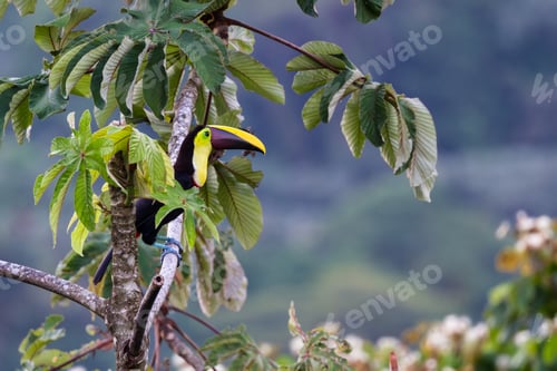 Preview: Chestnut Mandible Toucan Perched On A Branch In San Carlos Costa Rica
