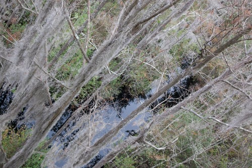 Preview: Swamp With Trees Covered In Spanish Moss, From The Okefenokee Swamp In South East Georgia, Usa