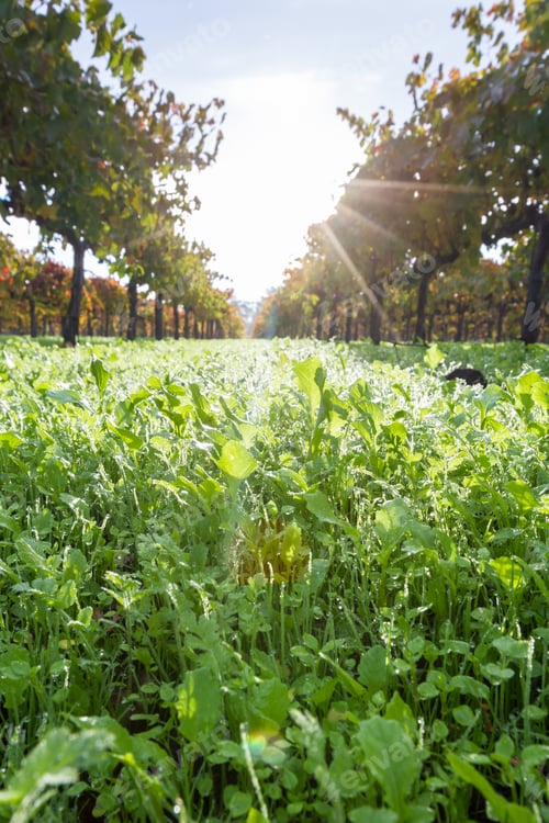 Preview: Morning Due Clinging To The Blades Of Grass In Between The Rows Of Grave Vines In A Variety Of