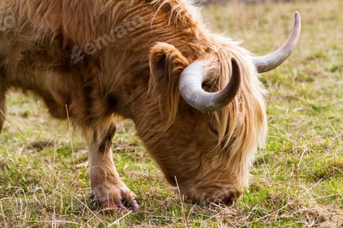 Preview: Close Up Of A Light Brown Highland Cow Feeding On Green Grass Near The Culloden Battlefield In The
