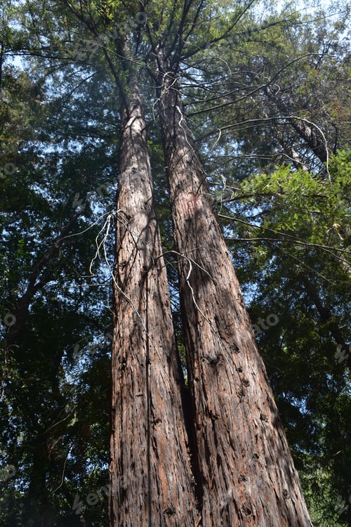 Preview: Looking Up The Trunks Of Two Redwood Trees In California.