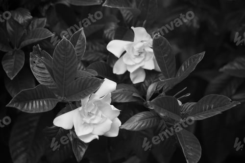 Preview: Flower In Black And White In The Garden
