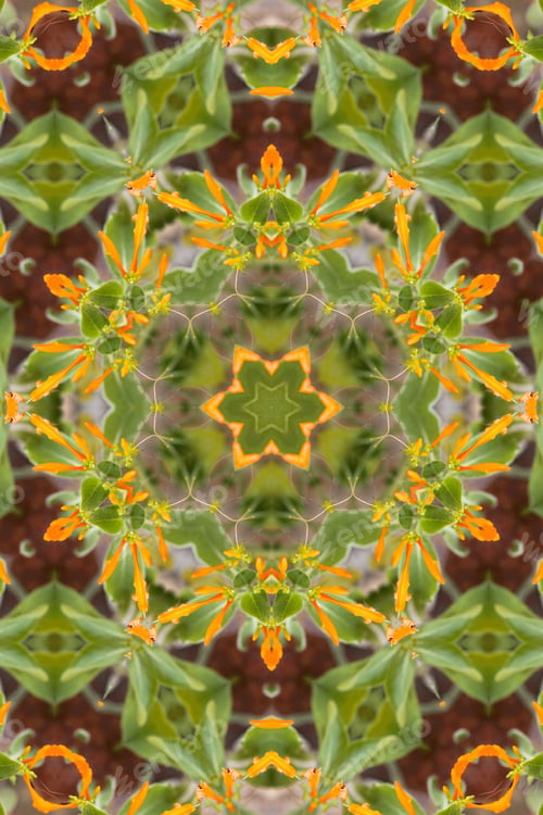 Preview: An Abstract Of A Mexican Honeysuckle Plant With Green Leaves And Bright Orange Flower Buds 4331