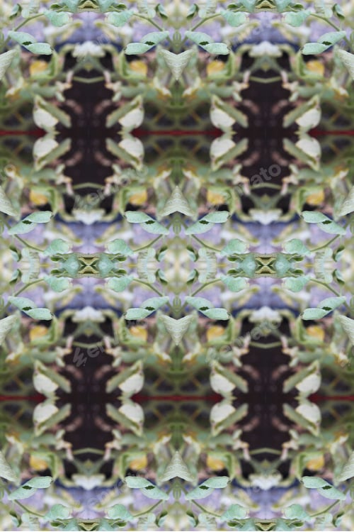 Preview: Tomato Plants Abstract With Leaves Wilting From Summer Heat 0203