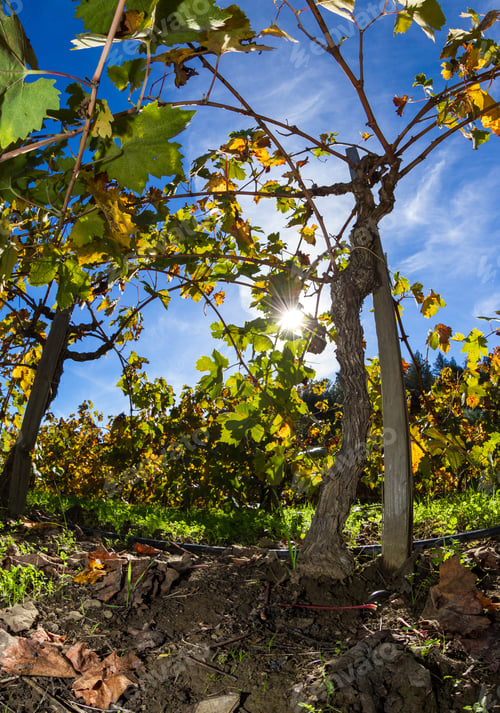 Preview: Beautiful Autumn Scene With Grape Leaves Changing Colors On The Vines In November