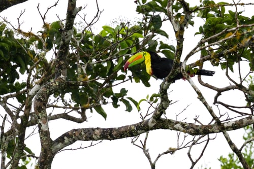 Preview: Keel Billed Toucan Perched On A Tree Branch In The Middle Of A Rain Storm