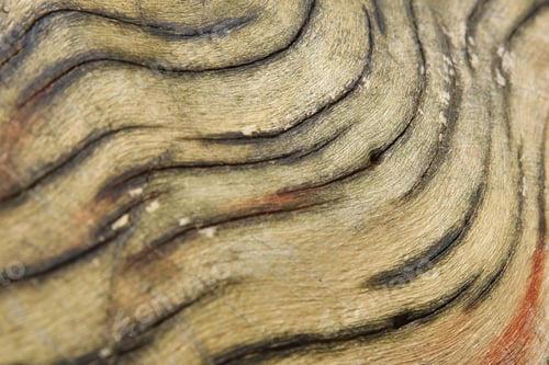 Preview: Wood Curve And Color - Natural Backgrounds - Patterns And Textures In Abstract Beauty