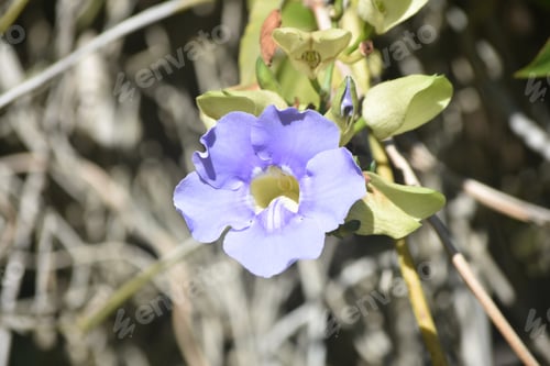 Preview: Light Blue Petals On A Pretty Morning Glory Flower