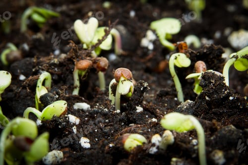 Preview: Close Up Of Broccoli Spouts Growing In A Table Top Garden At Home