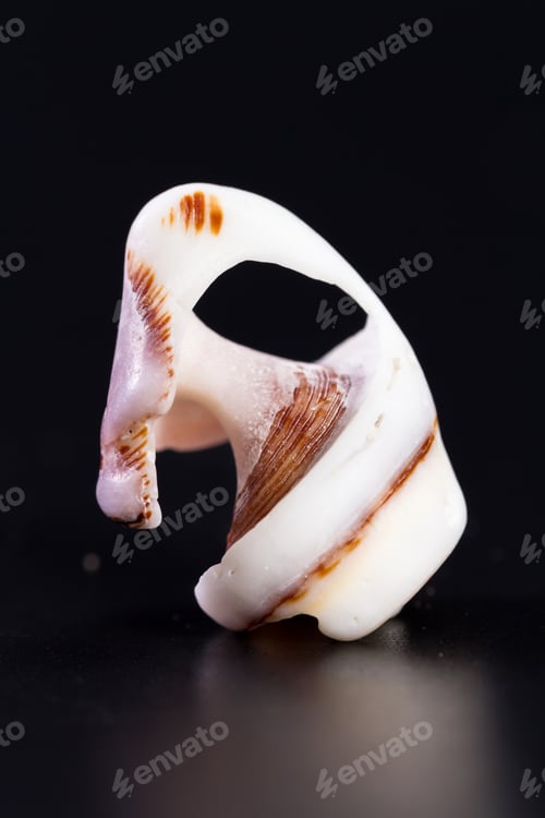 Preview: Detail Of A White Sea Shell With Perfect Structural Design Over A Black Background