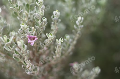 Preview: A Barometerbush Plant With Purple Flowers 0830