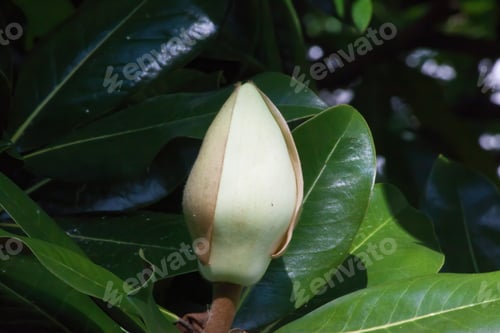 Preview: Magnolia Flower Blooming On A Tree
