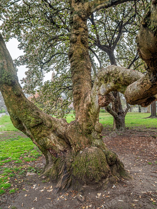 Preview: Crab Apple Tree In The Early Spring In Central Park
