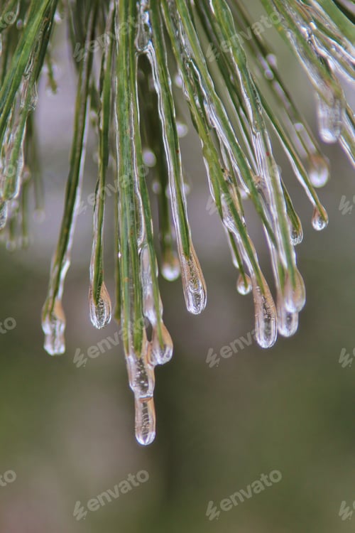 Preview: Ice In Nature Background - Winter Season - Hanging Icicle Cold