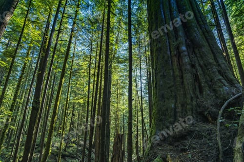 Preview: Natural Beauty In Vancouver Island - A Giant Saturn Cedar Tree In Avatar Grove 2. Avatar Grove