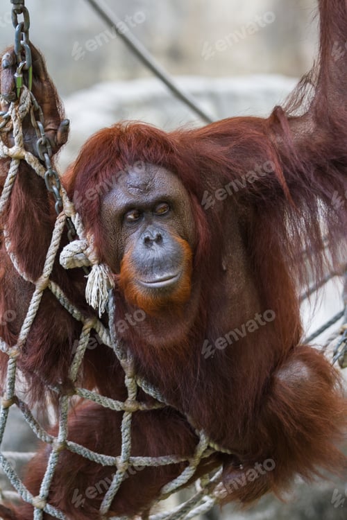 Preview: Female Orangutan Portrait In A Relaxed Position While Laying Down On A Hammock