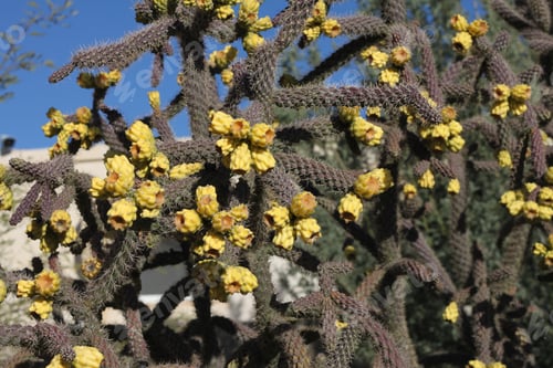Preview: A Closeup Of Branches From A Staghorn Cholla Cactus. 4743