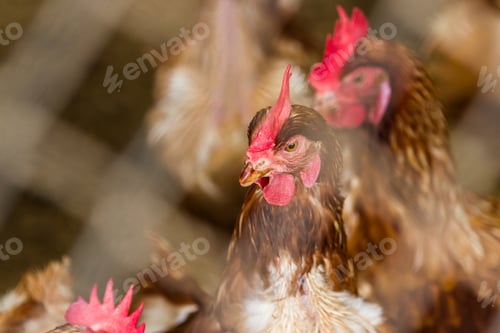 Preview: Close Up Of A Group Of Chickens Tightly Packed In A Small Room Behind A Fence In A Small Poultry