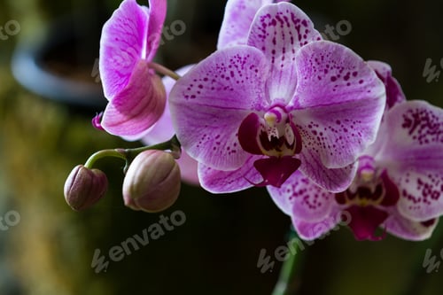 Preview: Close Up Of Beautiful Colorful Tropical Orchids In Costa Rica