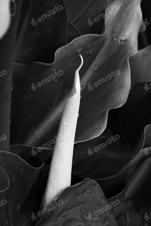 Preview: Garden Calla Lily In Black And White