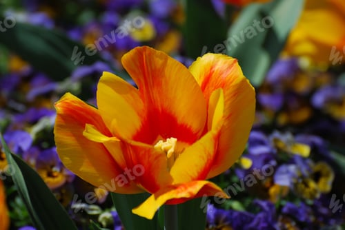 Preview: Striped Yellow And Red Blooming Tulip Flower Blossom.