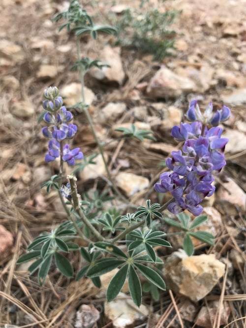 Preview: A Lupinus Sparsiflorus Plant With Blue Flowers 4661
