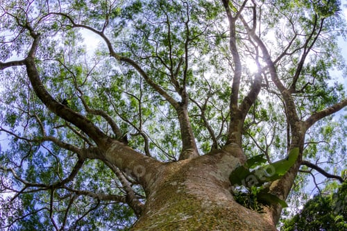Preview: Looking Up Perspective Of A Large Guanacaste Tree Using A Wide Angle Lens Capturing The Large Trunk