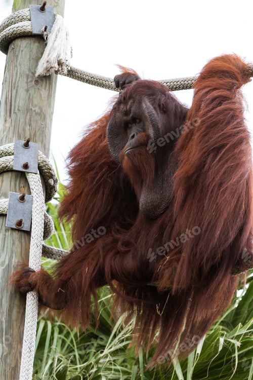 Preview: Adult Male Bornean Orangutan Holding On To Ropes At The Zoo