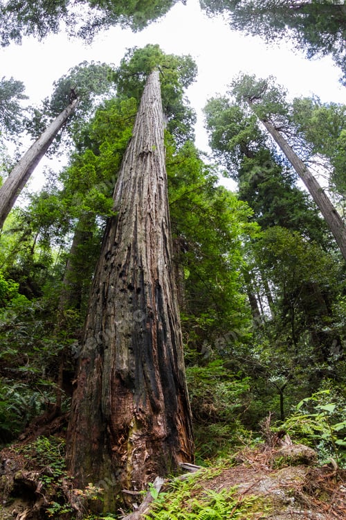Preview: Giant Redwood Trees In A National Forest In Northern California