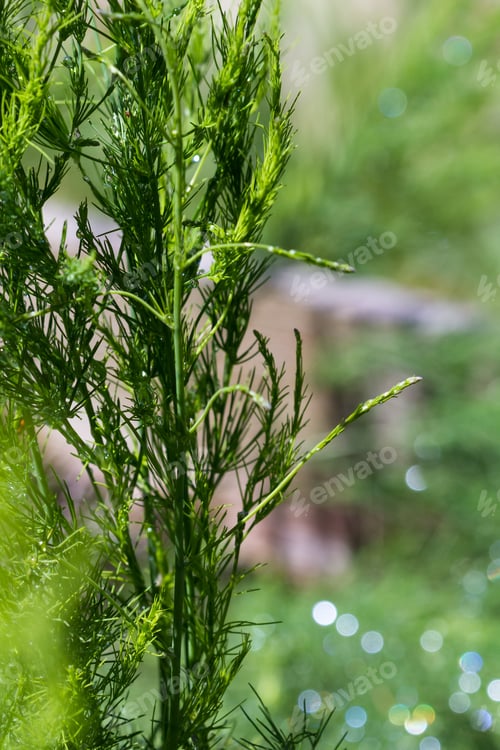 Preview: Close Up Of A Healthy Asparagus Plant With Water Drops Adding A Natural Effect To A Natural