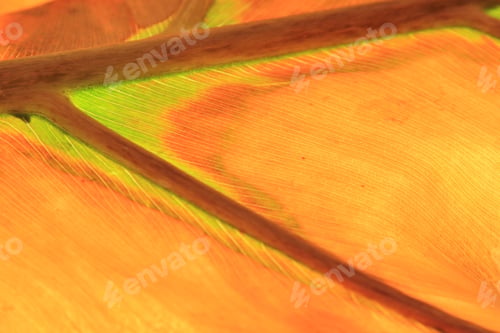 Preview: Abstract Leaf - African Plant And Nature Background - Frosted Art In The Outdoors