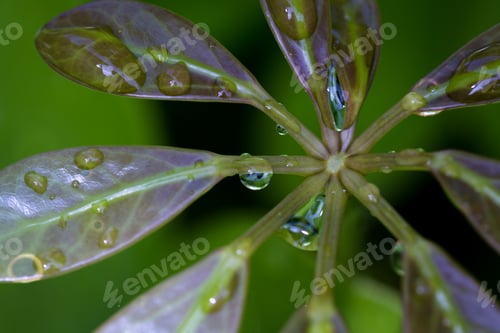 Preview: Close Up Of Fresh Rain Drops On Green Tropical Vegetation In Costa Rica