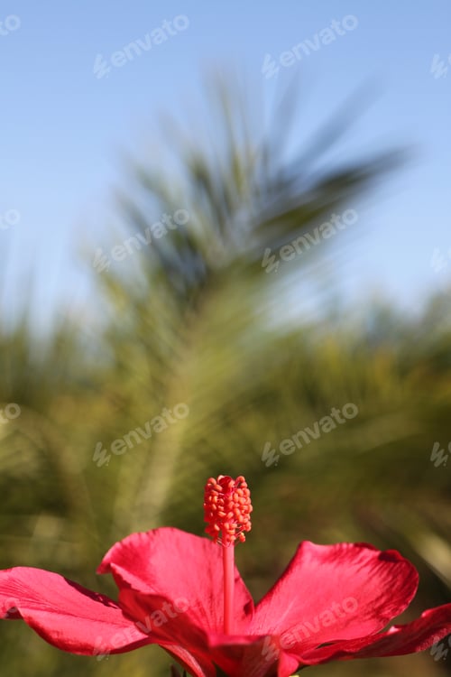 Preview: Pink Hibiscus Blooms On A Thick Green Bush 9954