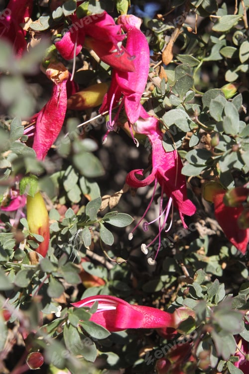Preview: A Desert Penstemon Bush With Bright Pink Flowers 6513