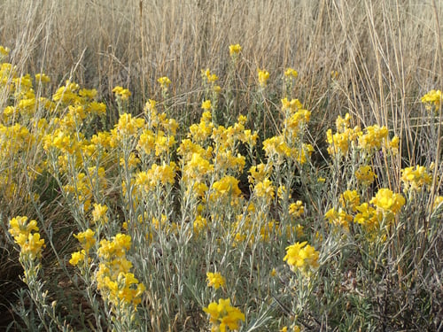 Preview: Yellow Wild Flowers In The Desert