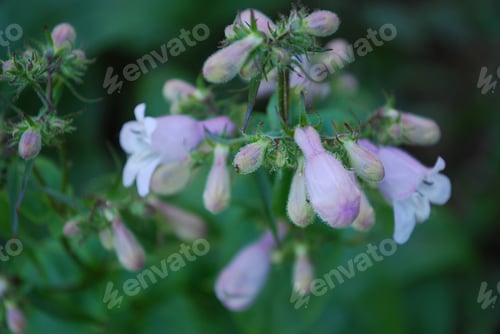 Preview: Pretty Budding Bellflower Plant About To Bloom.