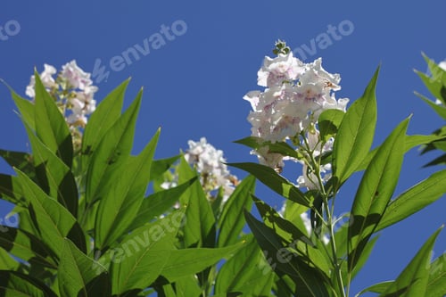 Preview: A Chitalpa Tree With White Flowers 9467