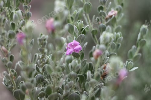 Preview: A Leucophyllum Fructescens Cenizo Plant With Purple Flowers 0844