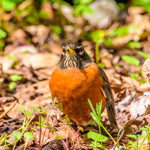 Preview: A Robin Sits On The Ground
