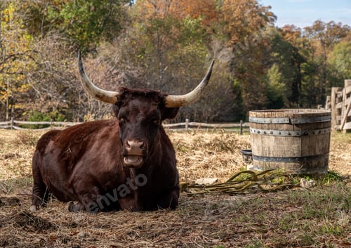 Preview: Close Up Of Red Devon Or Ruby Red Cow Lying Down In Field And Staring Towards The Viewer