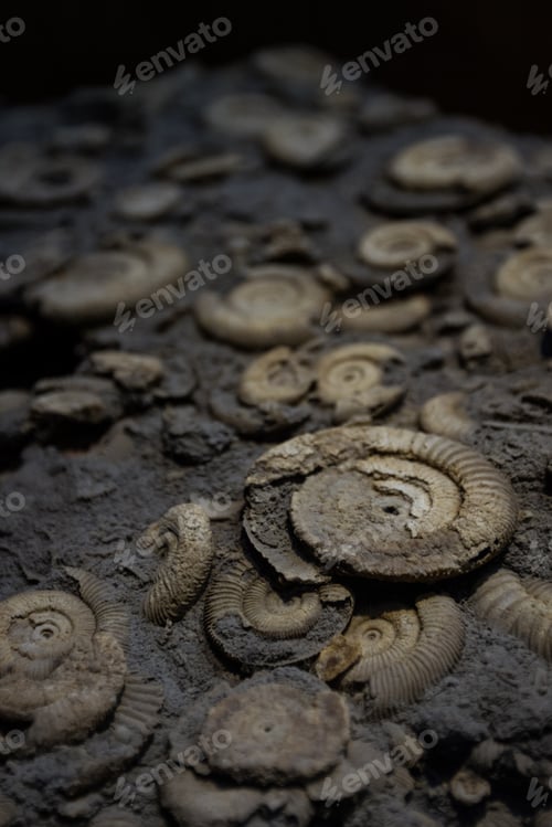 Preview: Cluster Of Ammonite Fossils Very Well Preserved In A Large Block