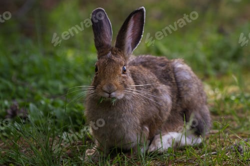 Preview: Wild Jack Rabbit Sitting On Green Grass In Yellowstone National Park